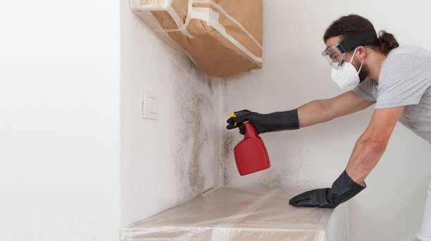 Basement Mold Remediation treatment on basement walls in Hampton