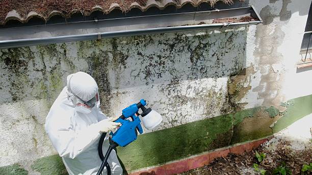 Mold Remediation service in Hampton, Hampton, IL
